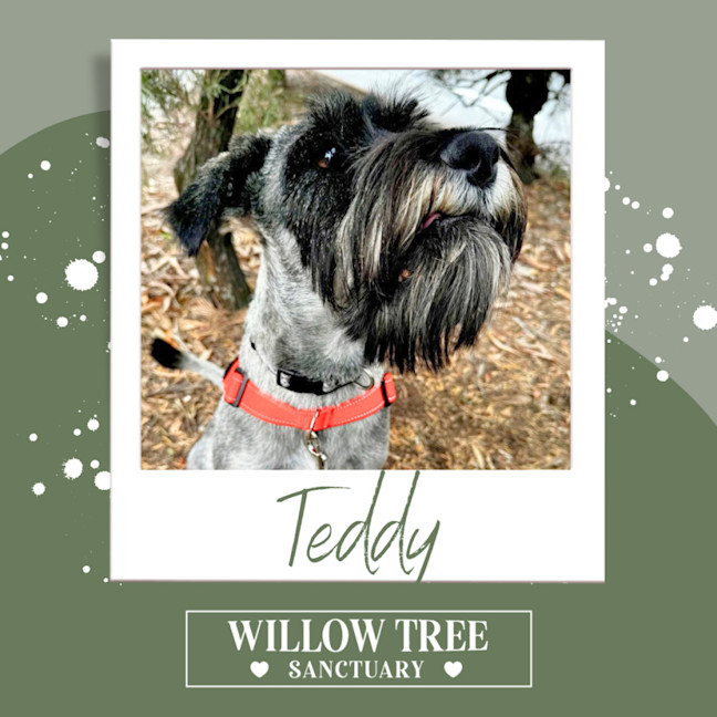 Photo of Teddy