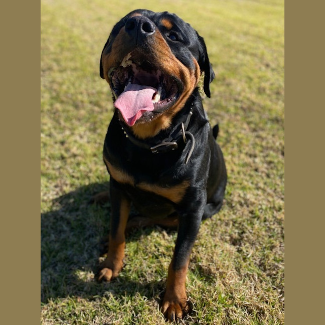 Photo of Bruno