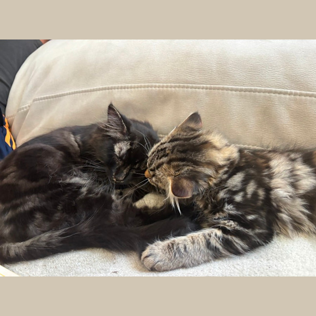 Photo of Stormy & Kiko