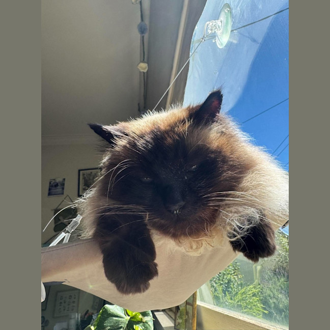 Photo of Jinx
