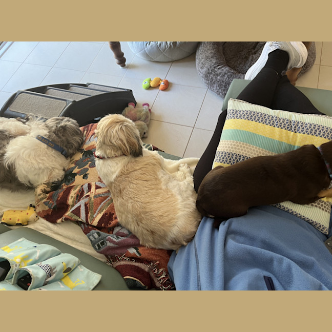 Photo of Misty 🌺 5yo, Shih Tzu (On Trial 2/11/25)