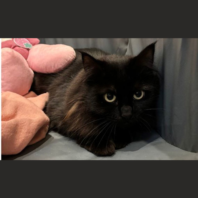Photo of Seraphine
