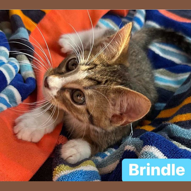 Photo of Brindle