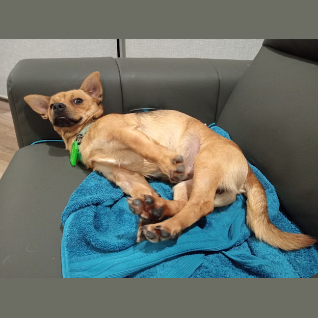 Photo of Whiskey