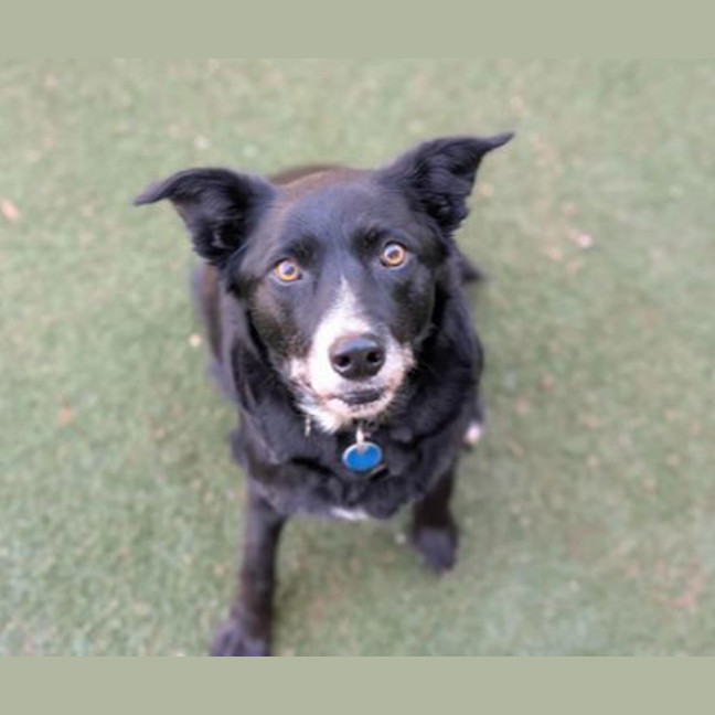 Photo of Piper