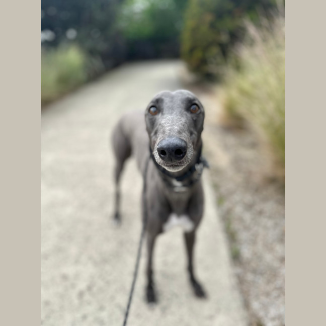 Photo of Alfie