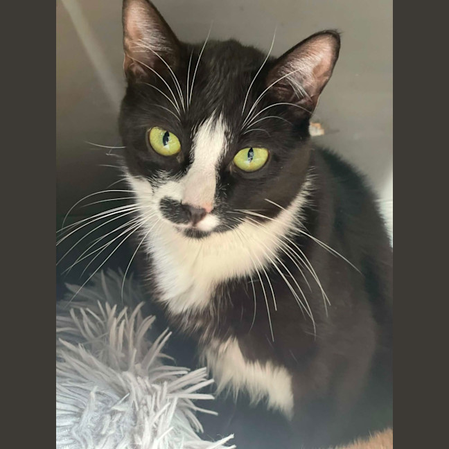 Photo of Johnny Cash**2nd Chance Cat Rescue