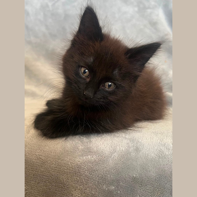 Photo of Onyx