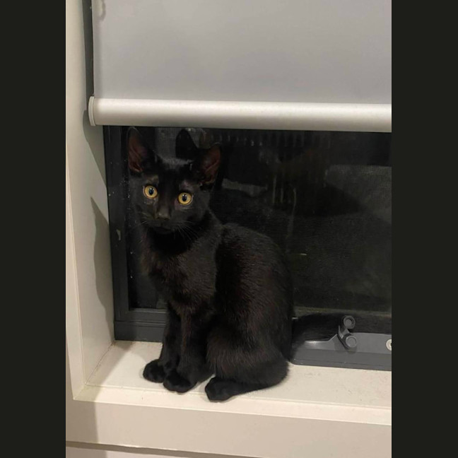 Photo of Shadow 