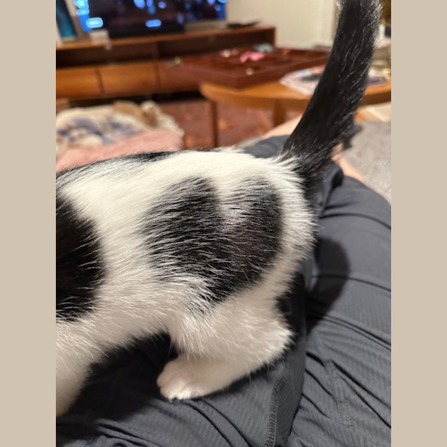 Photo of Cooper