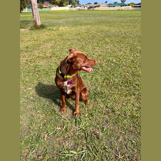 Photo of Remi