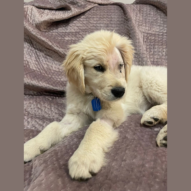 Photo of Willow