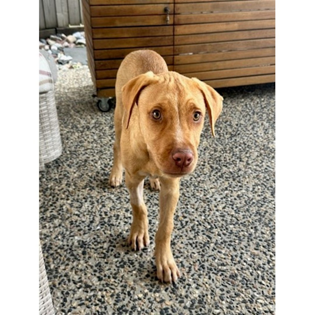 Photo of Dior *$350 Adoption Fee*