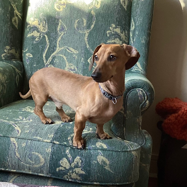 Photo of Max And Ace