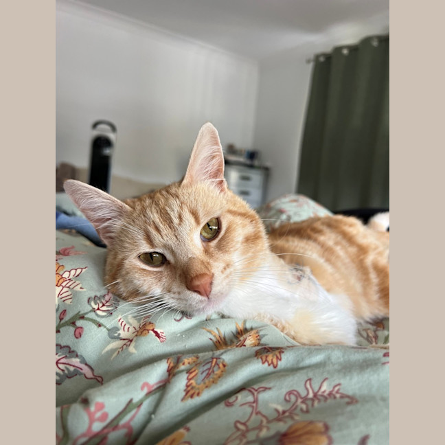 Photo of Nemo