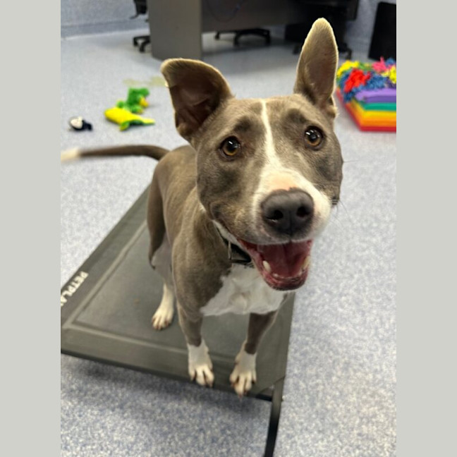 Photo of Bluey