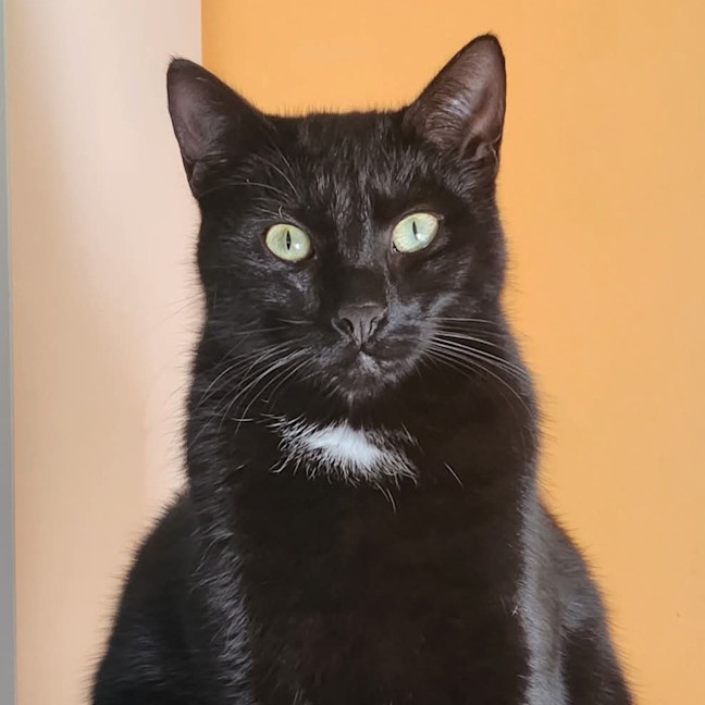 Photo of Aglaea Nova