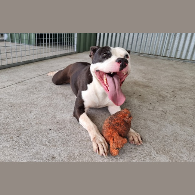 Photo of Posie Imp 2081