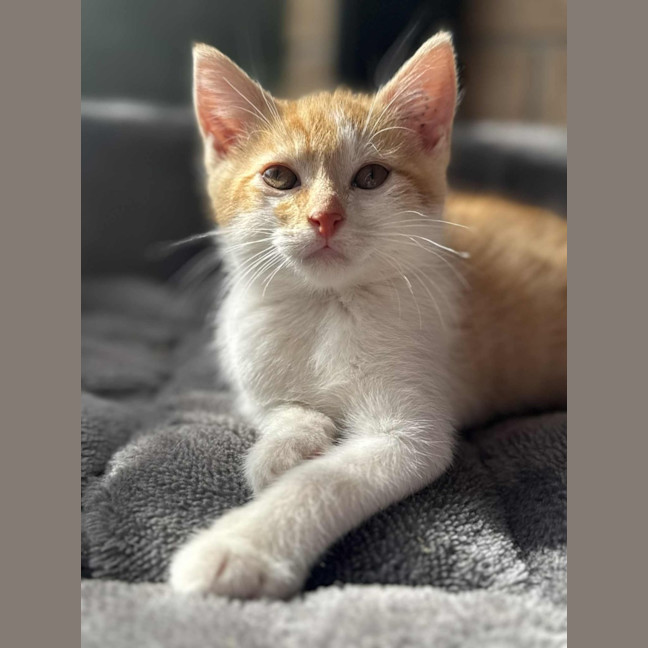 Photo of Gatsby   In Foster Care In Cranbourne