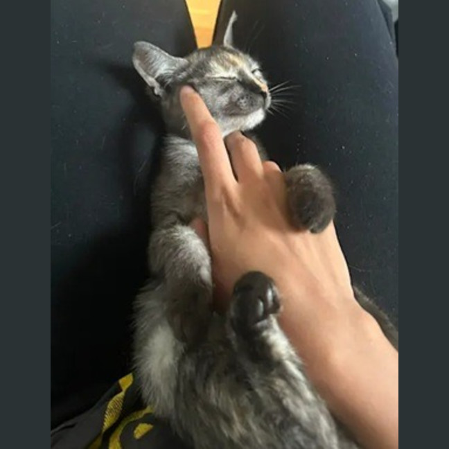 Photo of Emerald