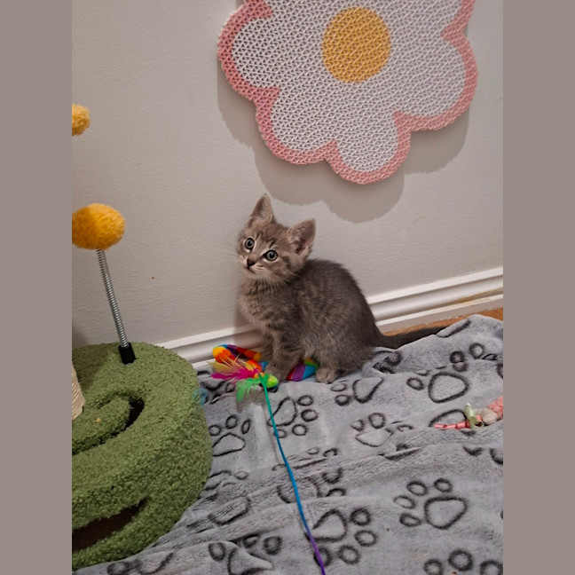 Photo of Otis