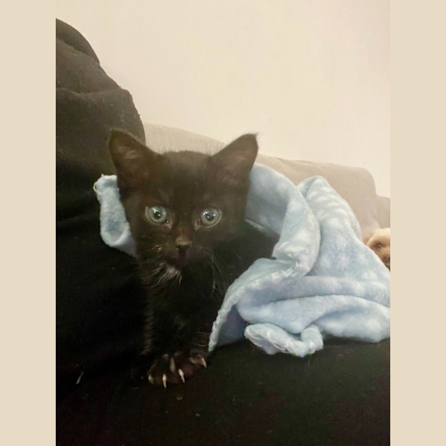 Photo of Burnt Marshmallow (Burni)