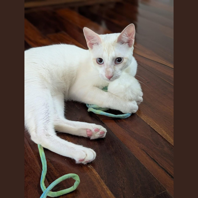 Photo of Sir Cornelius