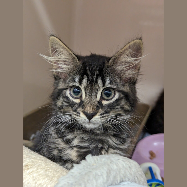 Photo of Bean