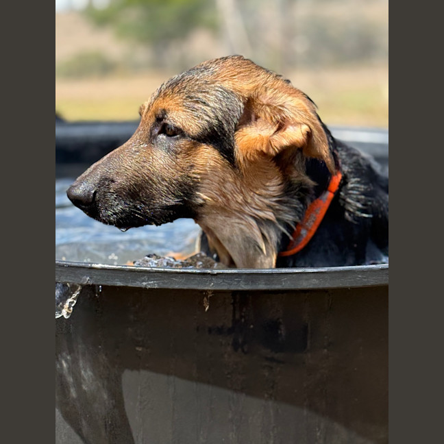 Photo of Fergus 🧡