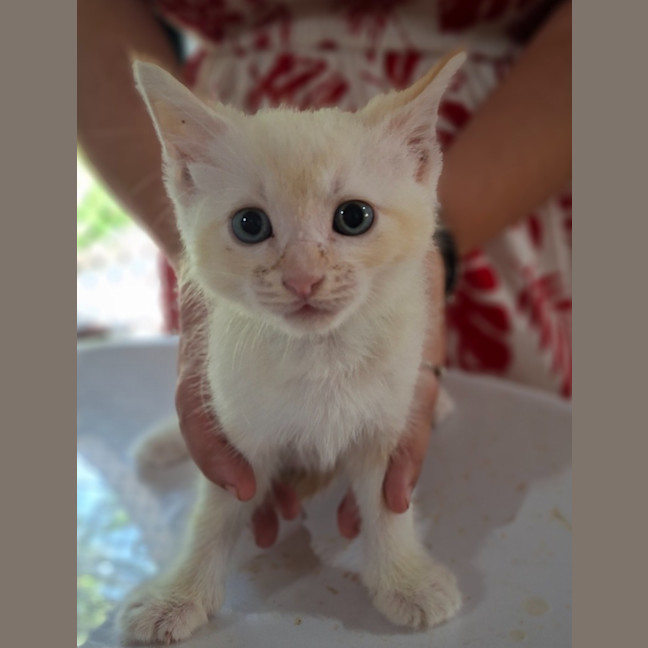 Photo of Misty (K73)