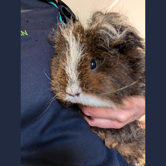Photo of Mochi