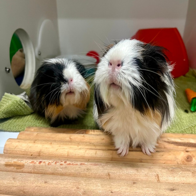 Photo of Spaghetti & Meatball