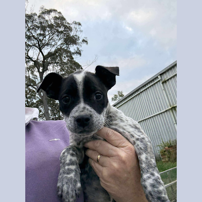Photo of Paislee