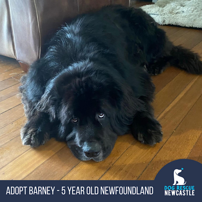 Photo of Barney   5 Year Old Newfoundland