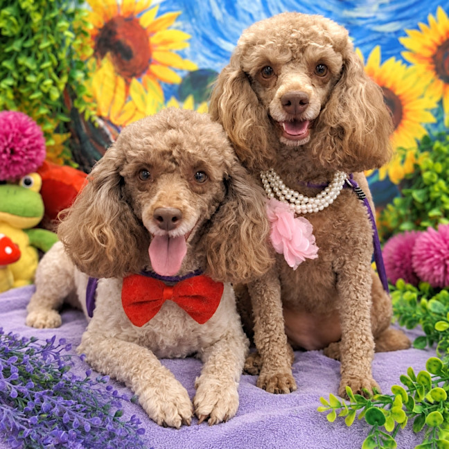 Photo of Molly & Teddy