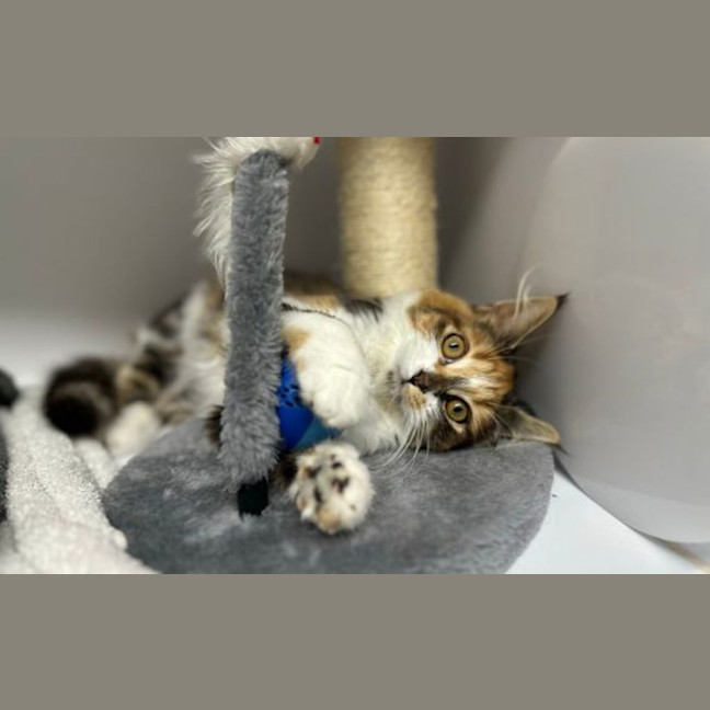 Photo of Lulu
