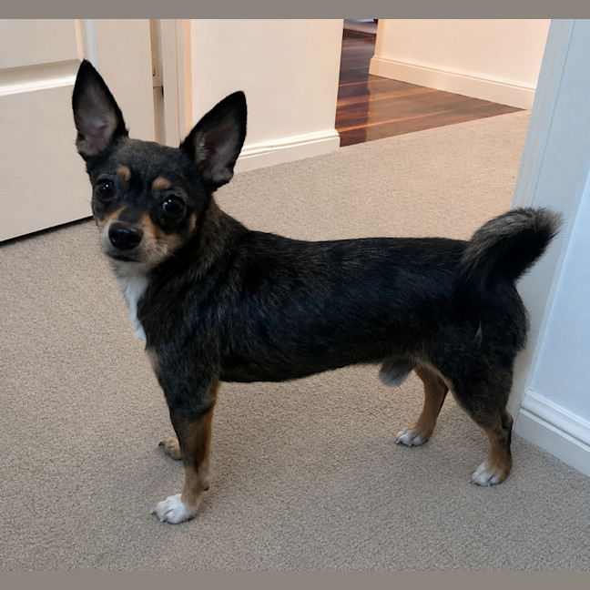 Photo of Charko