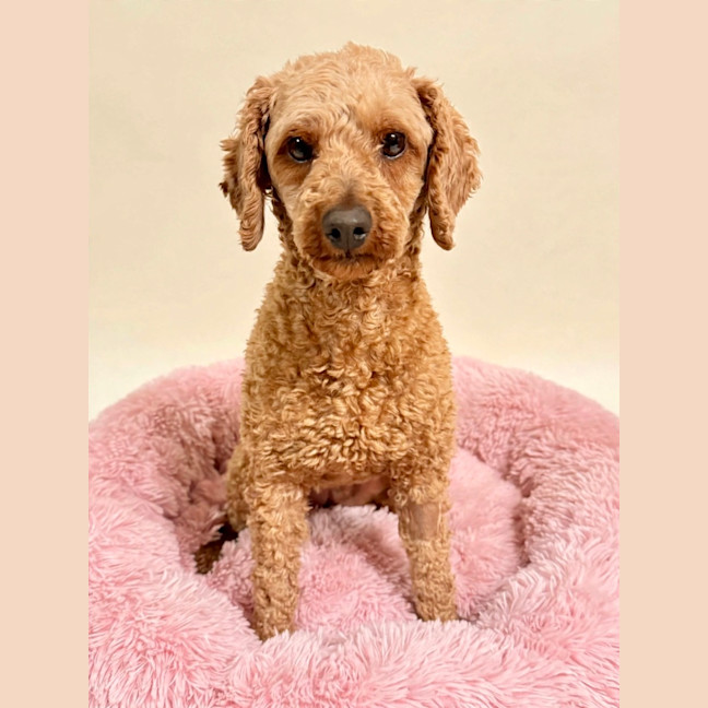 Photo of Phoebe