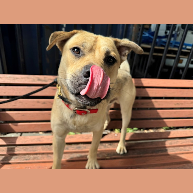 Photo of Meatball