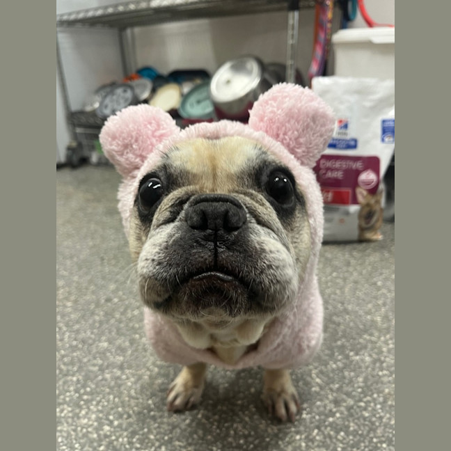 Photo of Cookie