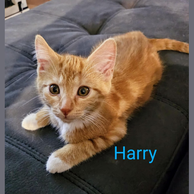 Photo of Harry Meet Me@Petstock Carrum Downs Store