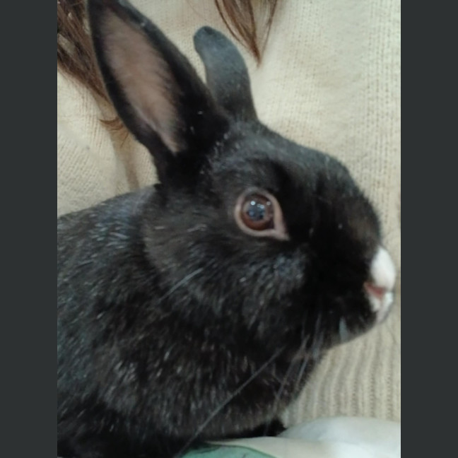 Photo of Bonnie Boy