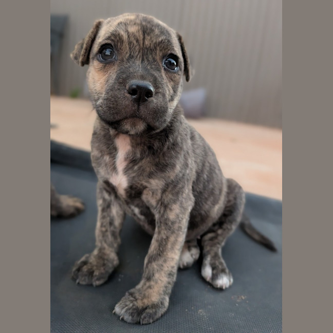 Photo of Dash