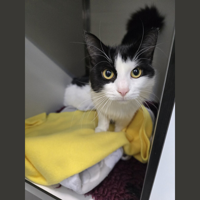 Photo of Mistee (Bonded To Rebel)