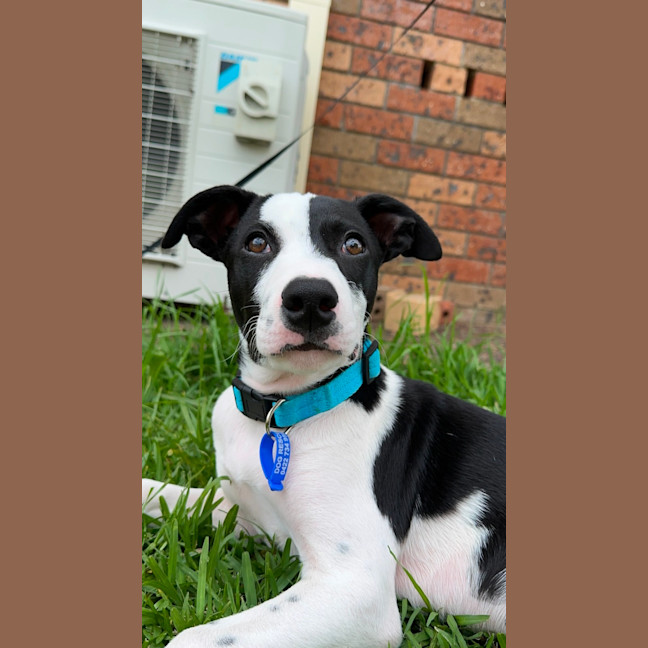 Photo of Harley   16 Week Old Border Collie X Bull Arab