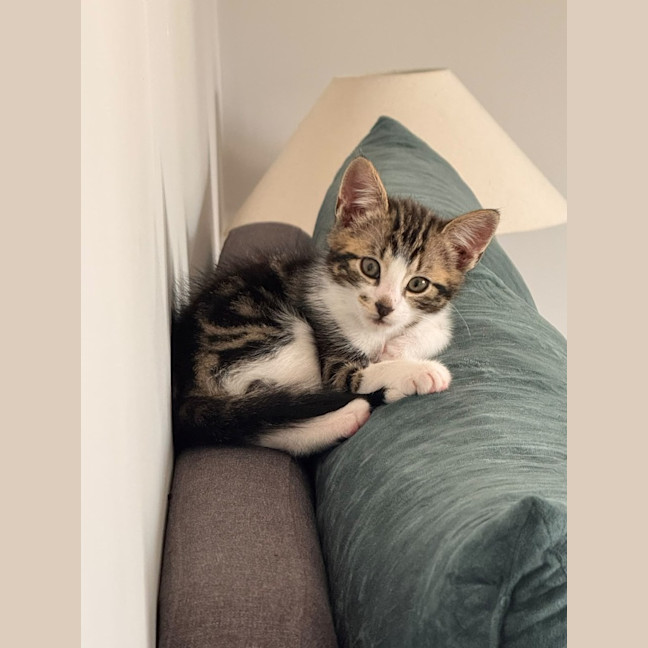 Photo of Smudge
