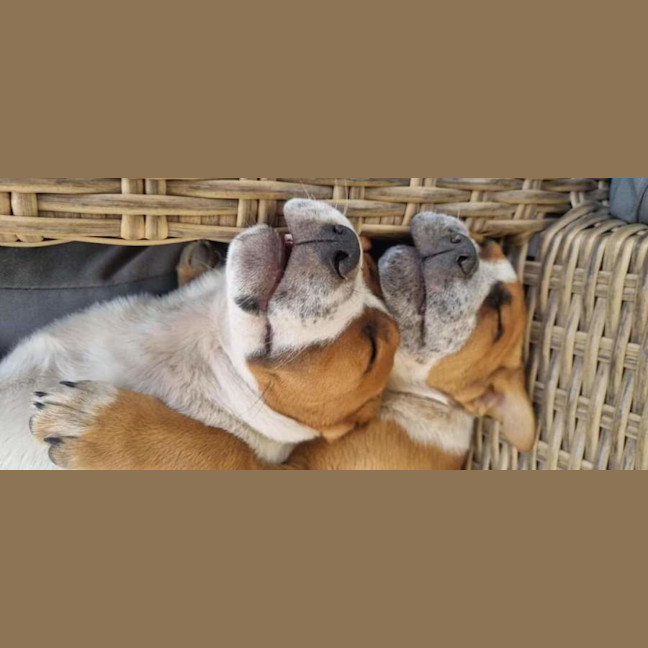 Photo of Chunky