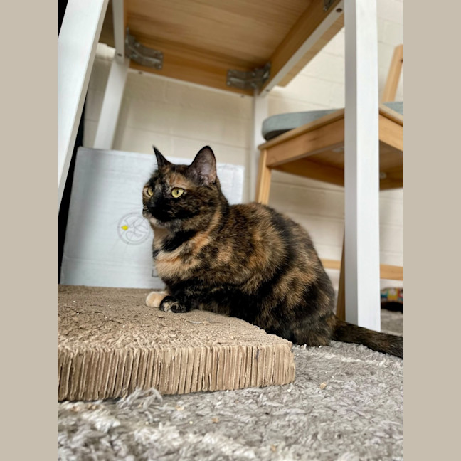 Photo of Jazzy