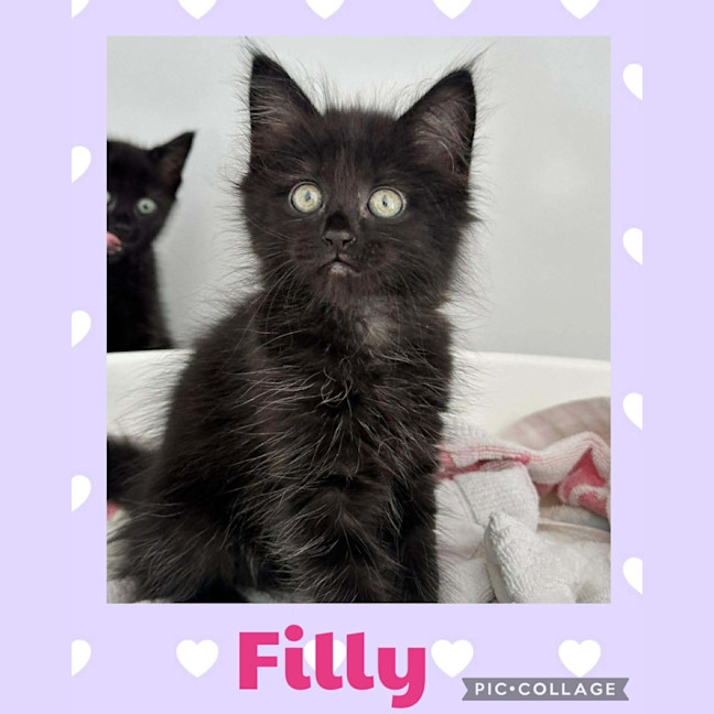 Photo of Filly