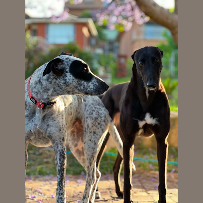 Photo of Clover, The Cat Friendly Greyhound